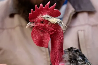 Dr Harry’s shares his favourite chicken breeds at the Royal Bathurst Show