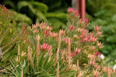 Graham visits the Blue Mountains Botanic Garden