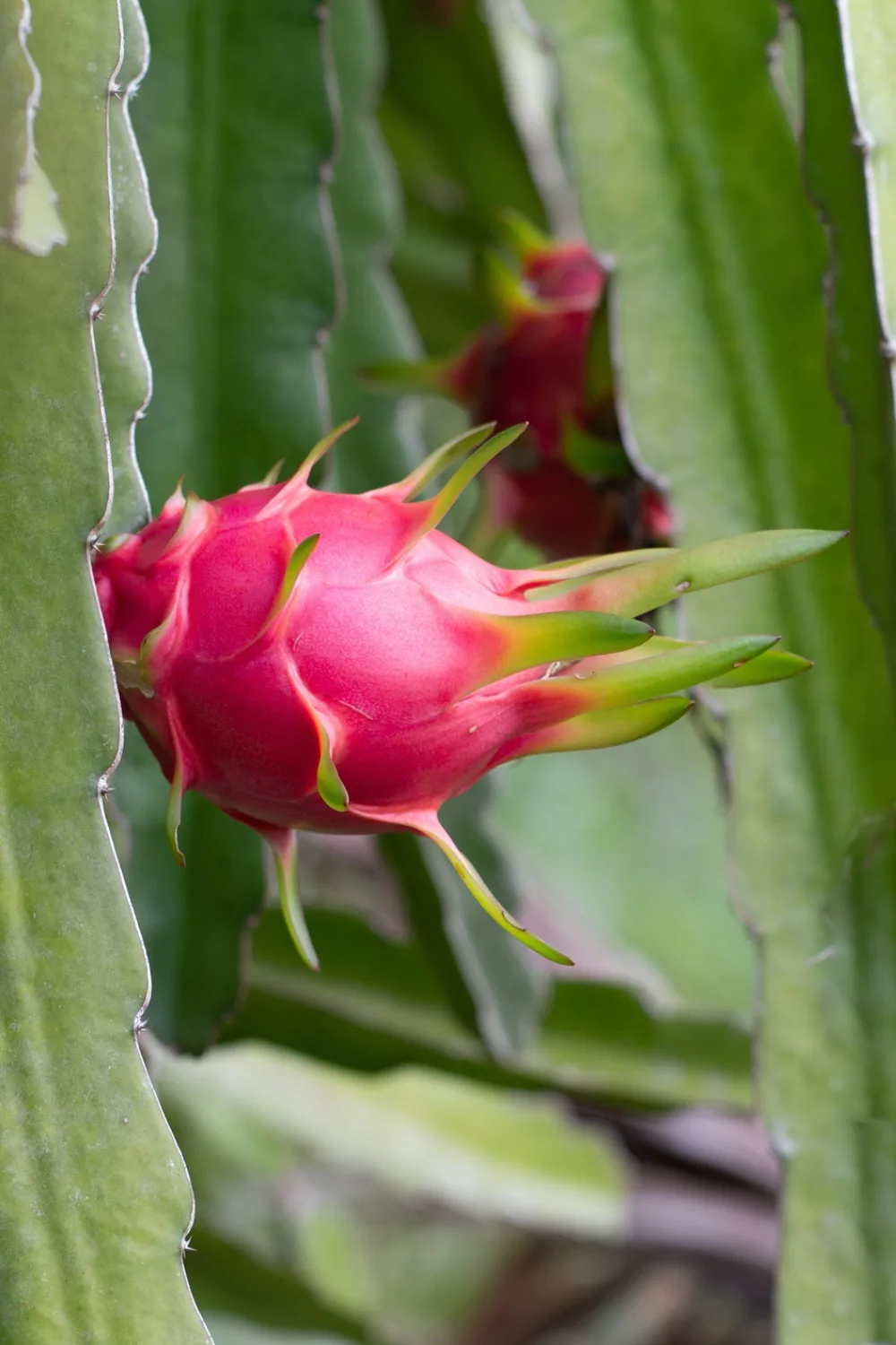 growing dragon fruit