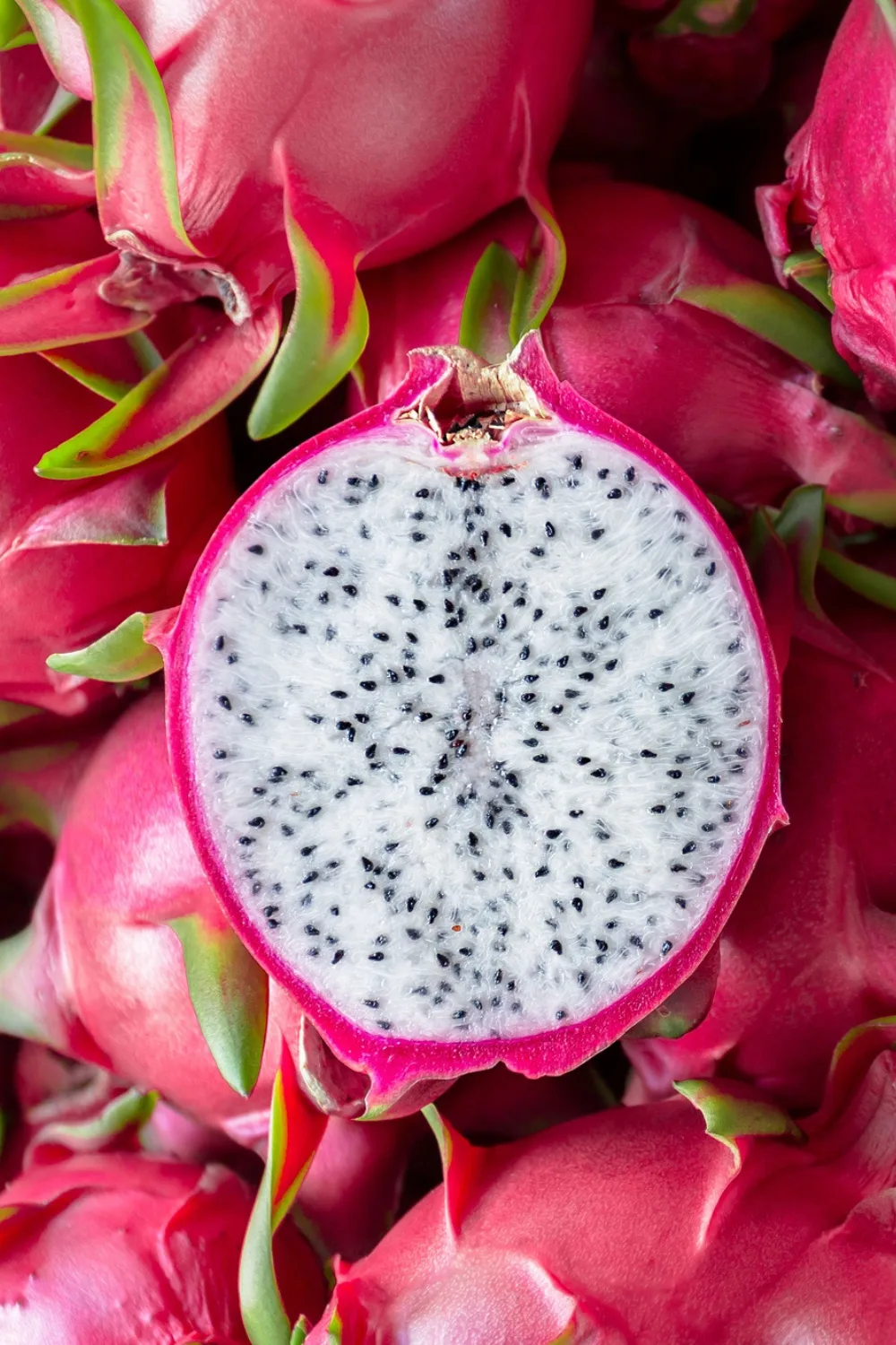 growing dragon fruit