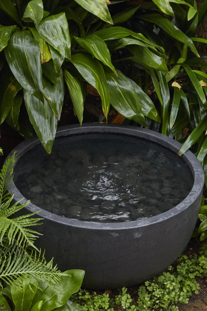 garden pond
