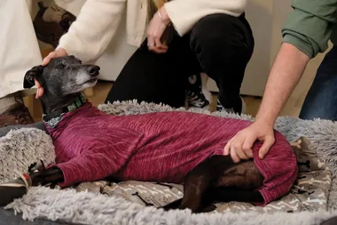 Does your dog need a coat in winter?