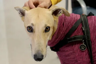Everything you need to know about dog blood transfusions