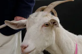 Dr Harry helps a curly horned goat