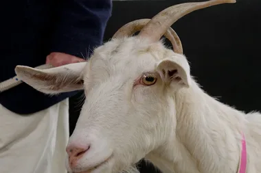 Dr Harry helps a curly horned goat