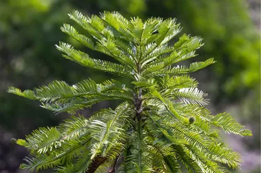 How to grow and care for your very own Wollemi pine
