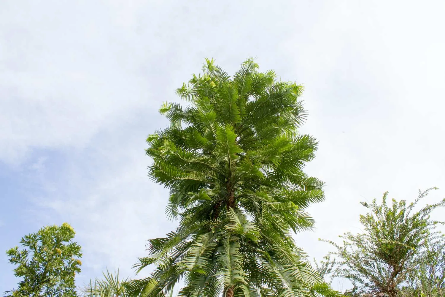 wollemi pine tree how to grow