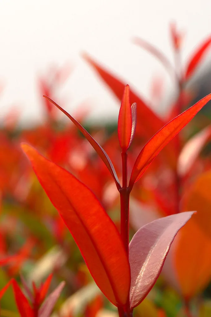 lily pilly great hedging plant in garden