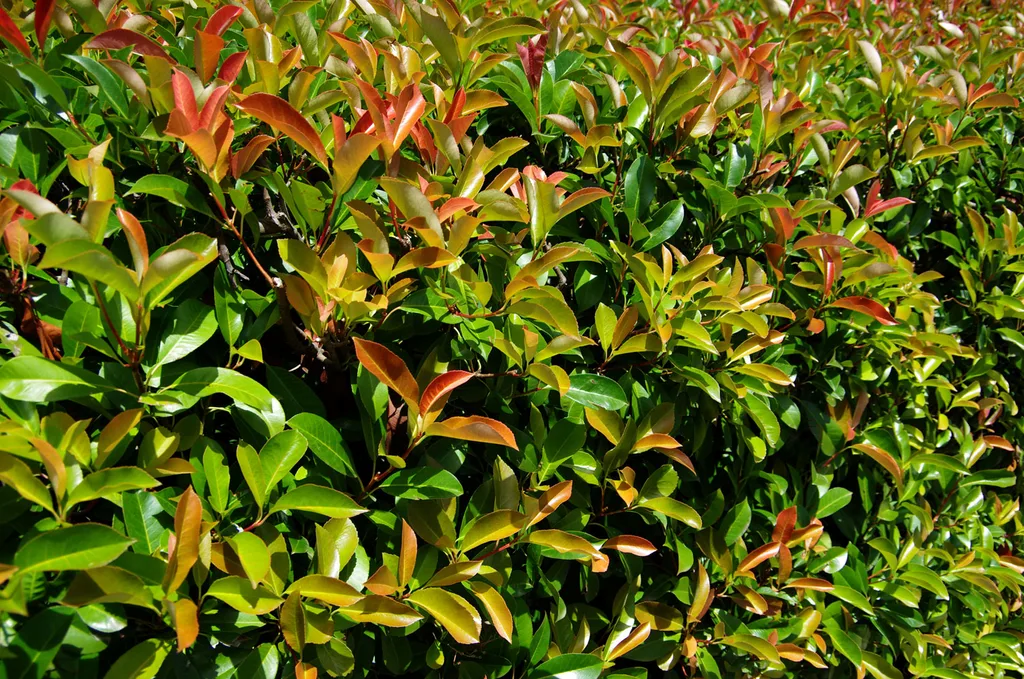 hedging plant in a garden in australia