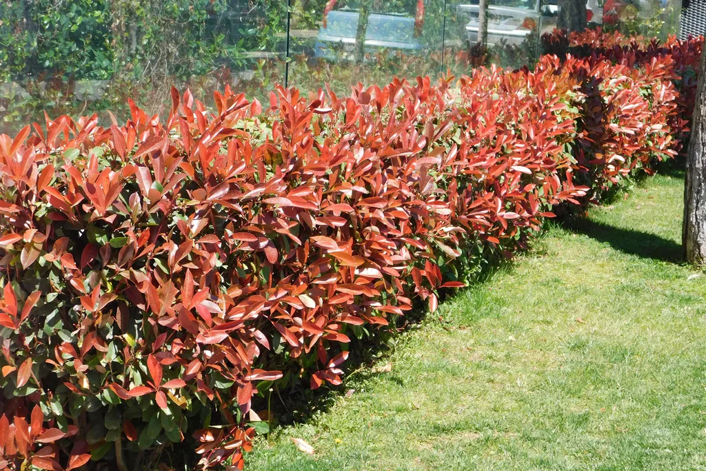 photina hedging plant