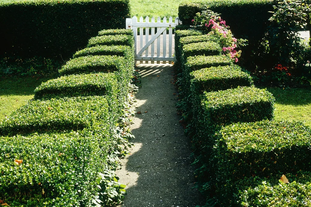 buxus hedge