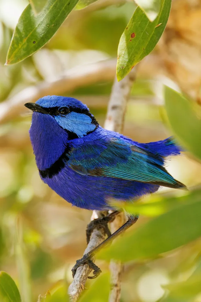 chirpomatic bird app