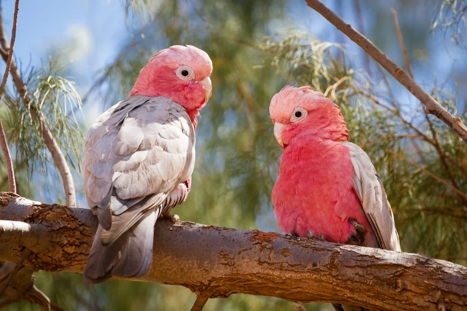 A top bird-song identifier app is now available in Australia