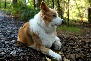 Dr Harry helps a suddenly insecure border collie