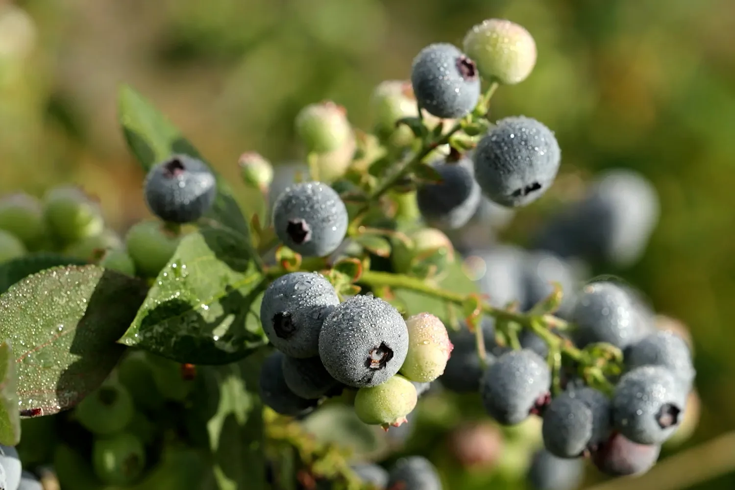 Ed visits a blueberry farm on the mid-north coast of NSW