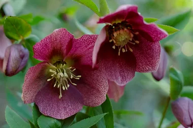 How to propagate hellebores