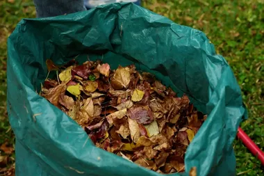 Leaf mould: the magic ingredient for improving soil