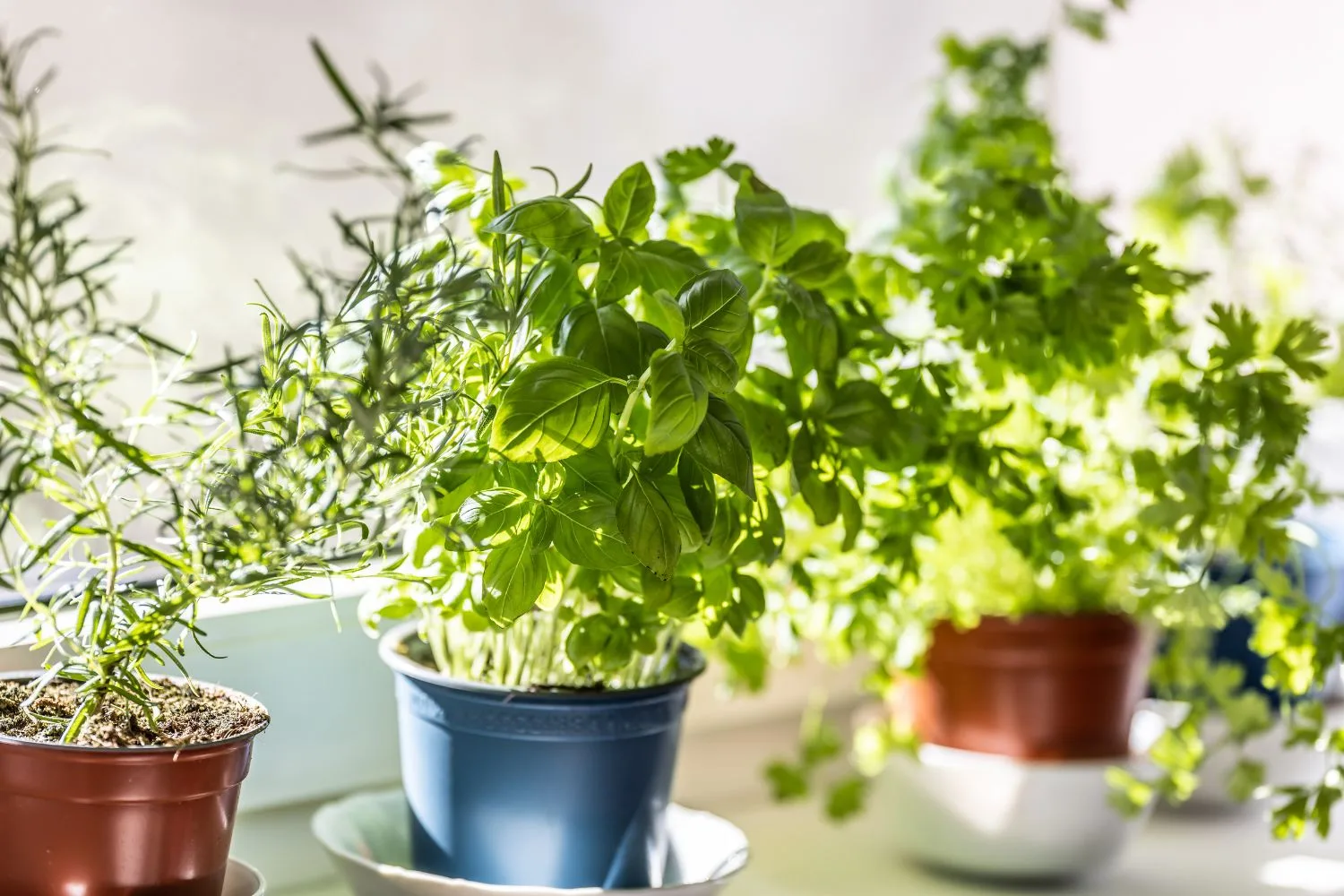herbs growing on a sunny window