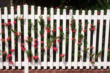 white fence with pink flowers growing through the slats
