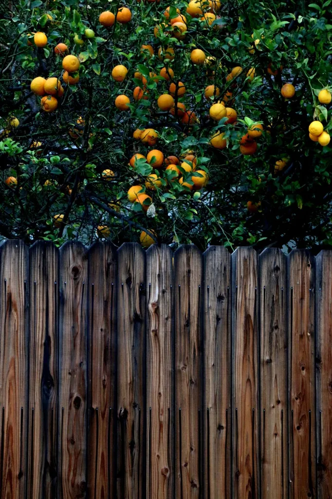 brown fence colour contrast with green