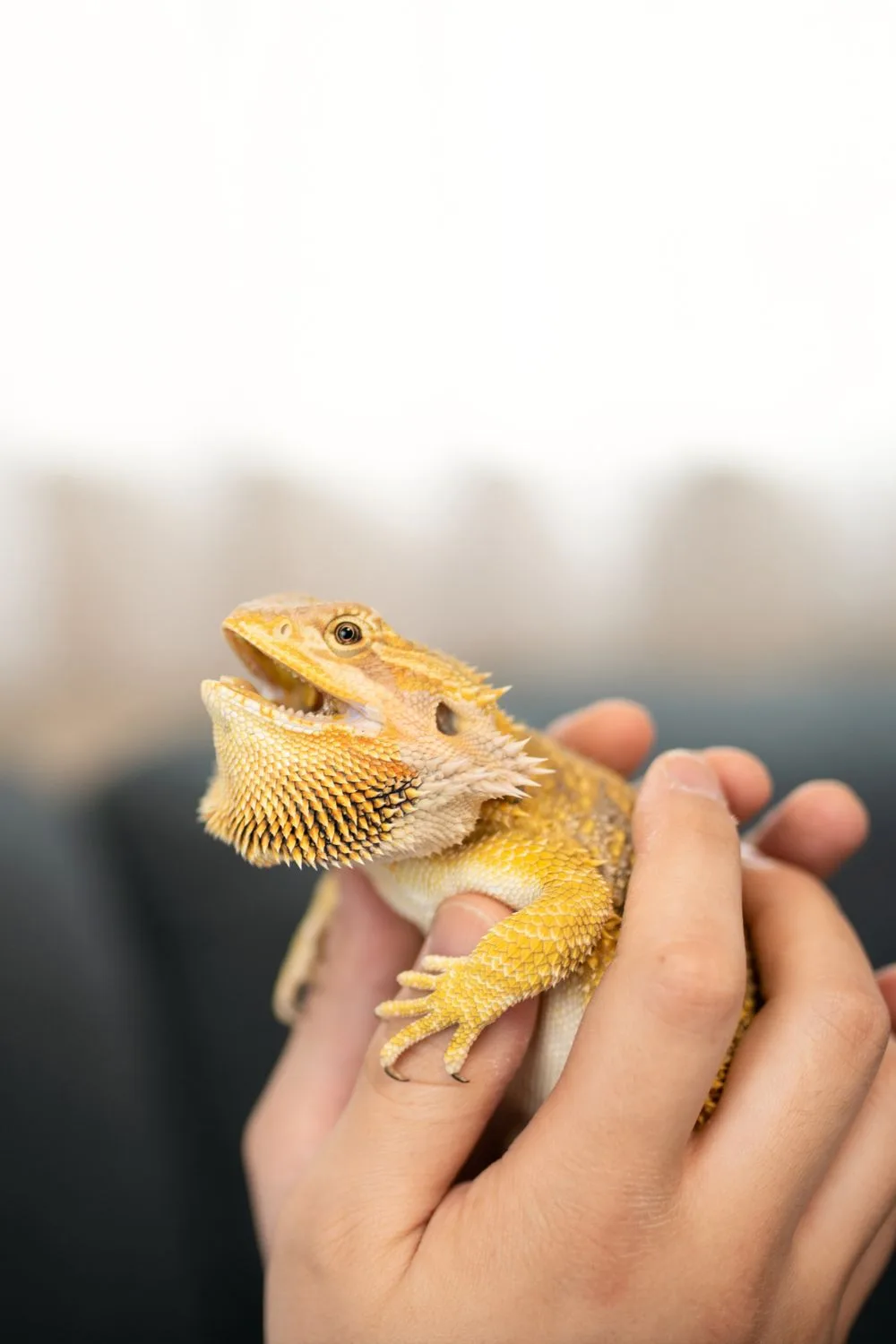 how to care for bearded dragon
