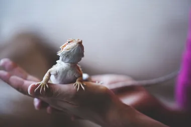 How to care for your bearded dragon