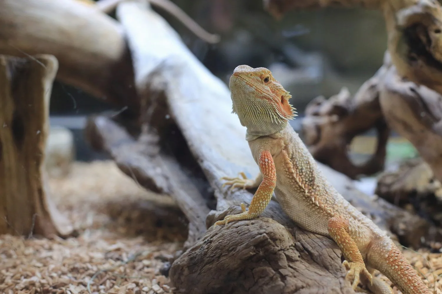 bearded dragon