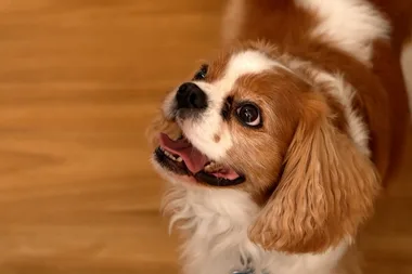 Dr Harry helps two clingy cavaliers