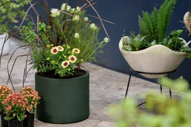 How to revive tired potted plants