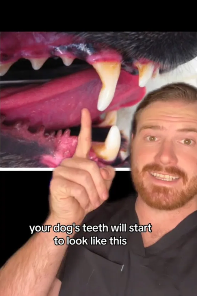 dog's teeth