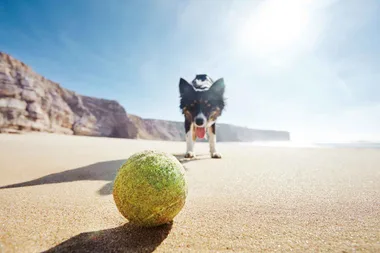 The toy you should never give your dog, but do