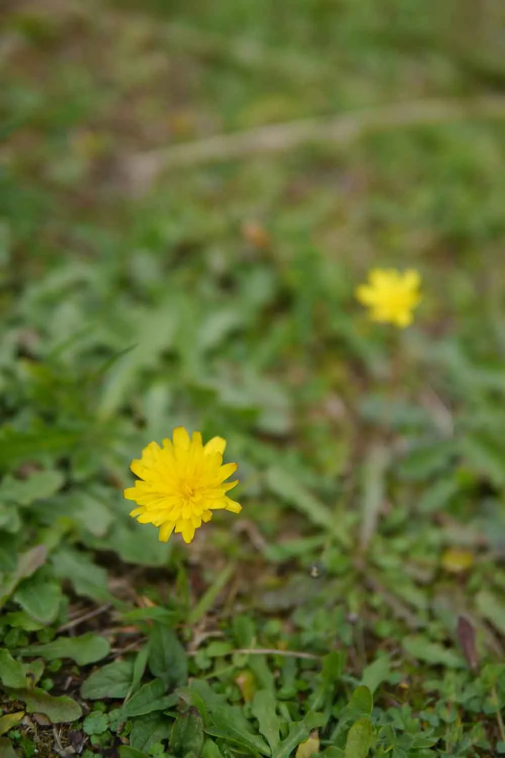 flatweed