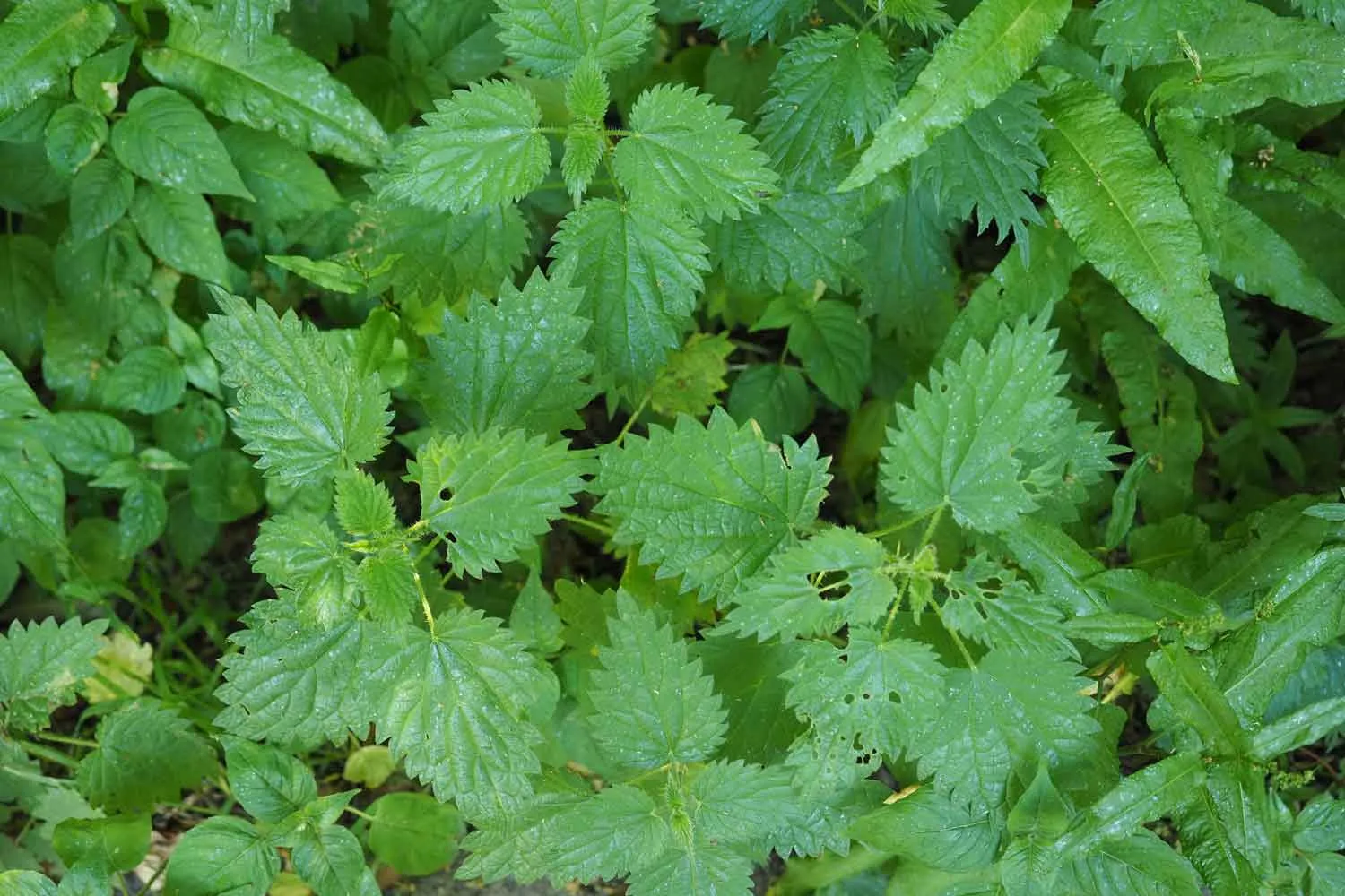 nettle weed