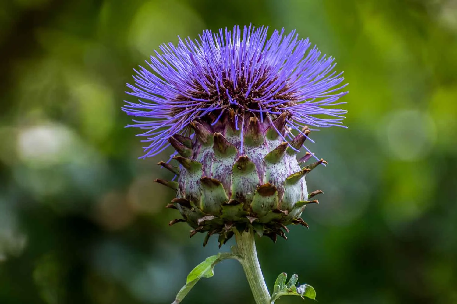 scotch thistle weed