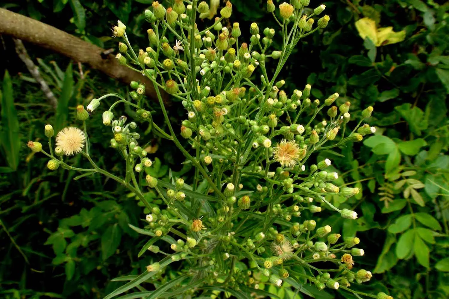 flaxlead weeds