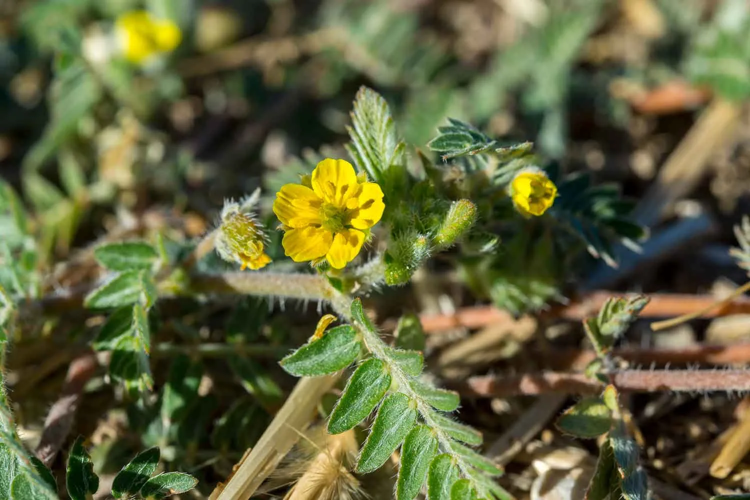 caltrop weeds