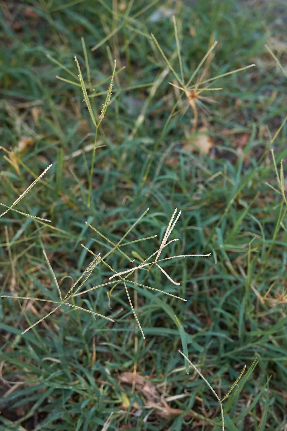 couch grass weed