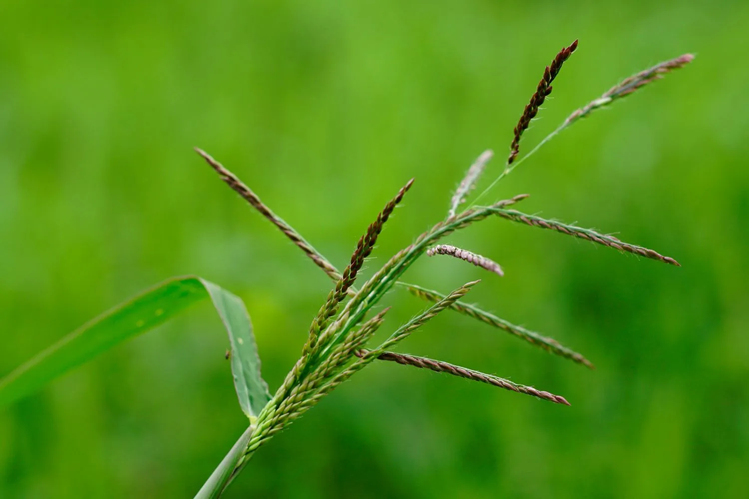 paspalum weed