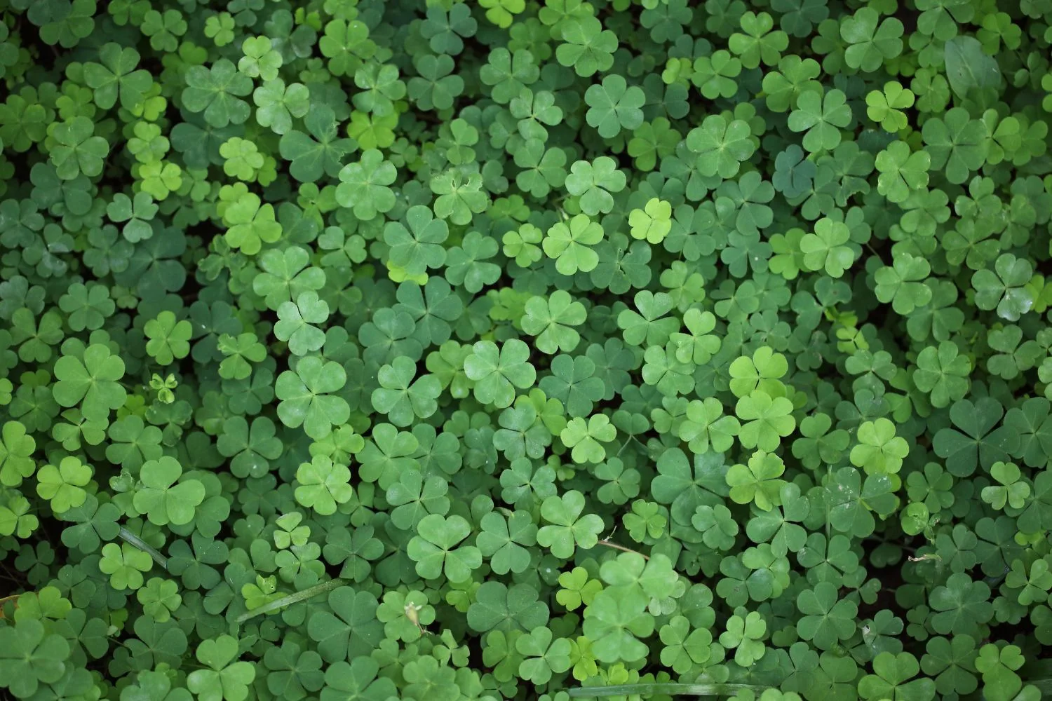 oxalis weed