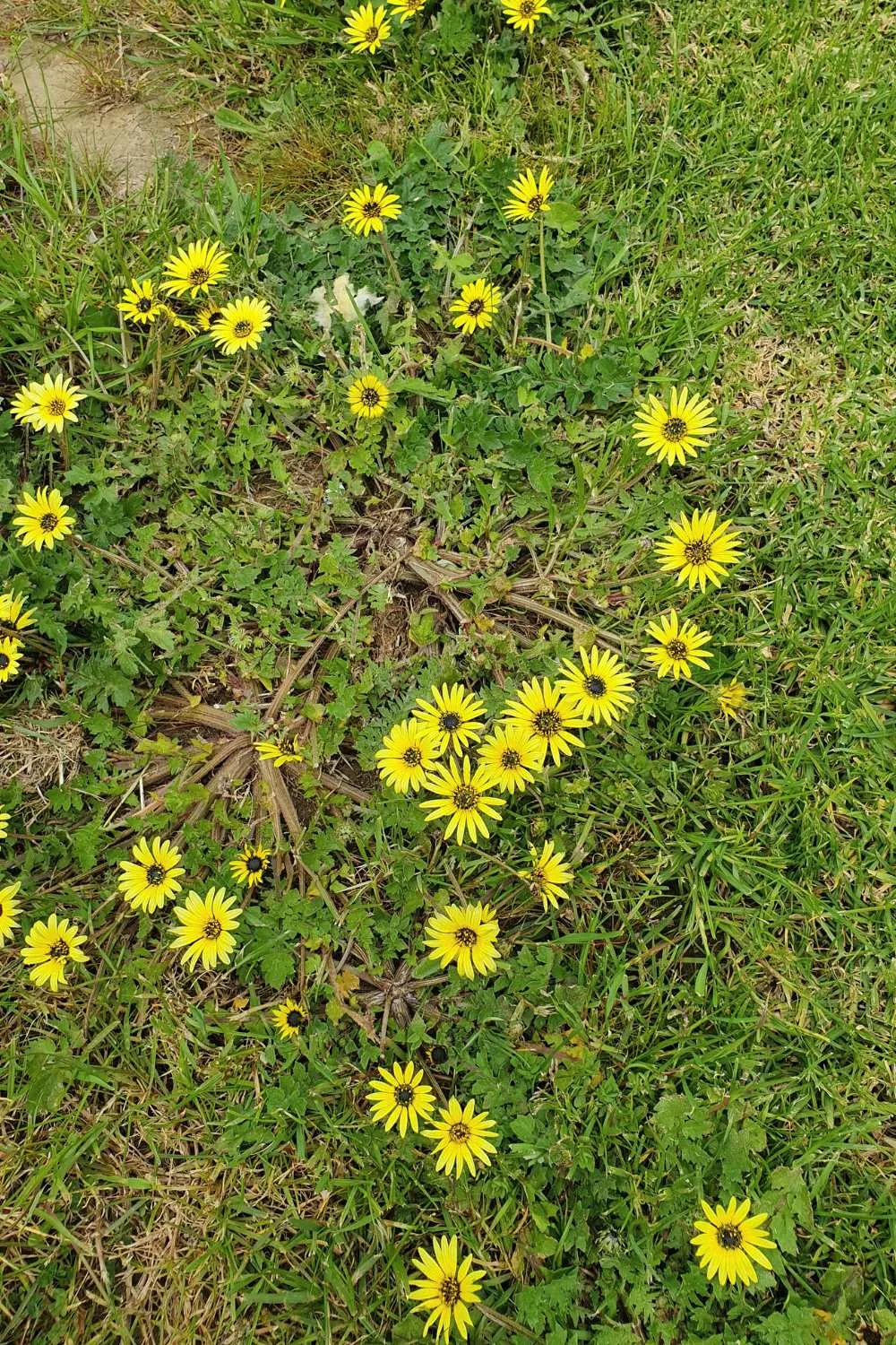 capeweed weed