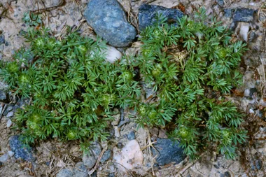 Bindii garden weed
