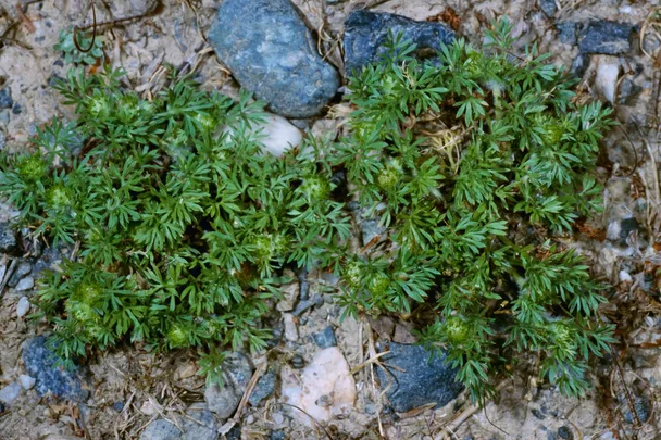 Bindii garden weed