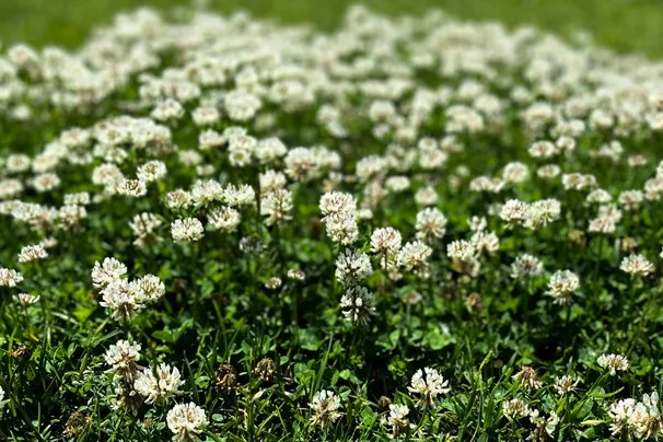 clover grass weed