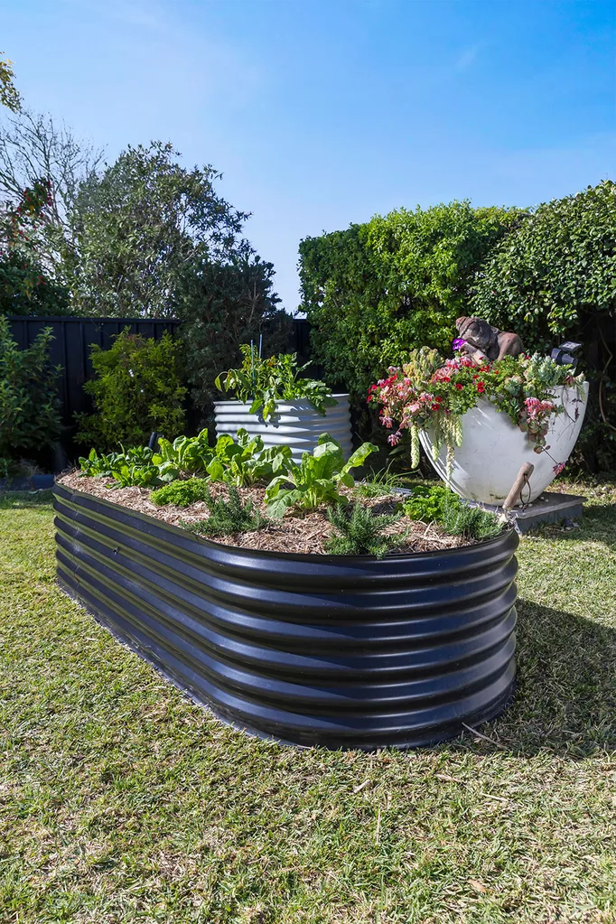 Wicking bed in back yard