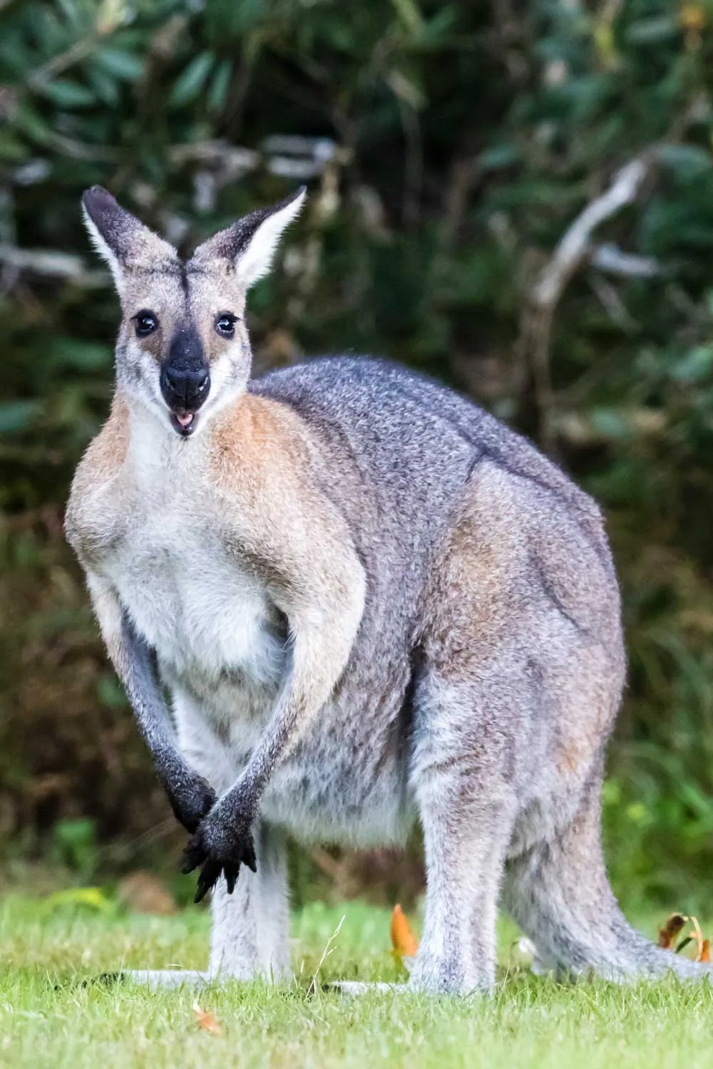 best nsw camp spots