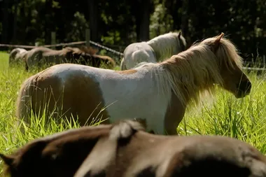 Everything you wanted to know about miniature horses