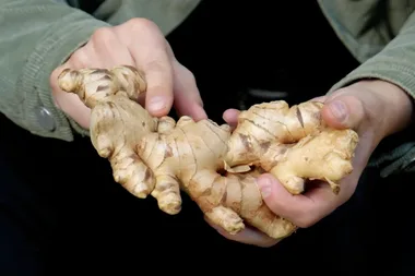 How to grow ginger in a pot