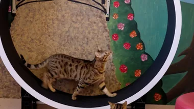 How to adopt a cat