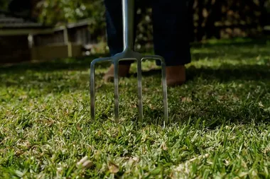 The best plants for your lawn