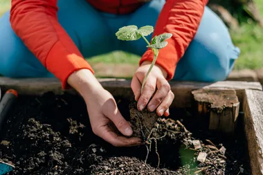 5 mistakes you’re making with your wicking garden bed